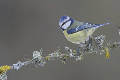 Eurasian Blue Tit (Cyanistes caeruleus), Saxony, Germany