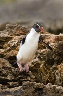 Snares Penguin (Eudyptes robustus), Snares Islands, New Zealand