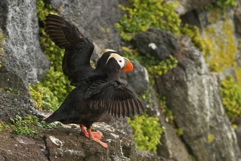 Tufted Puffin (Fratercula cirrhata), Alaska, USA