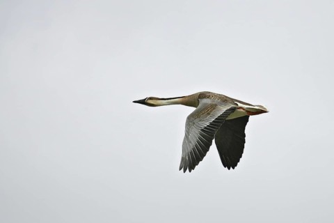 Swan Goose (Anser cygnoides) flying, Buir Lake, Mongolia