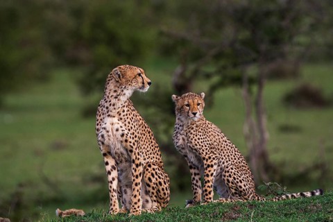 Cheetah (Panthera pardus), South Africa