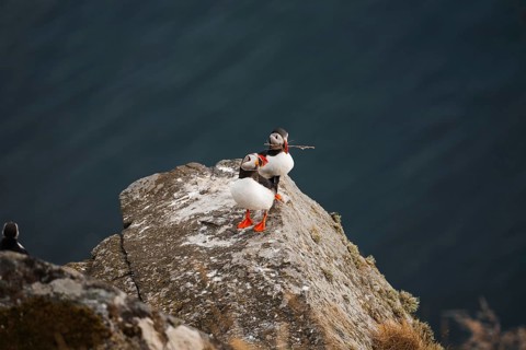 Three puffins, Fratercula arctica, perched on a rocky cliff in Norway, set against a serene ocean