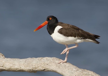 American Oystercatcher (Haematopus palliatus), Florida, USA