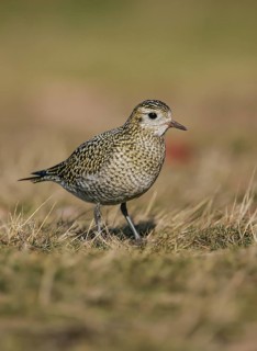 European Golden Plover (Pluvialis apricaria), Schleswig-Holstein, Germany
