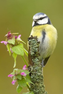 Eurasian Blue Tit (Cyanistes caeruleus), Rhineland-Palatinate, Germany