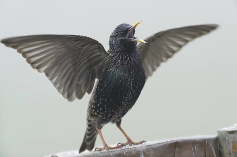 Common Starling (Sturnus vulgaris) singing, Saxony, Germany