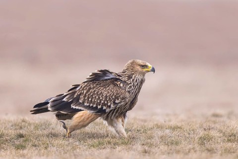 Eastern Imperial Eagle (Aquila heliaca) juvenile, Hungary