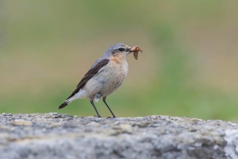 Steinschmätzer (Oenanthe oenanthe) Northern Wheatear
