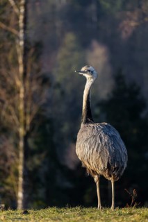 One greater rhea, Rhea americana, stands on a green meadow