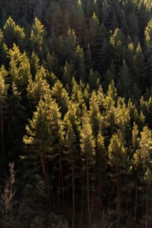 A serene view of pine trees bathed in the golden light of sunset, highlighting the lush greenery of