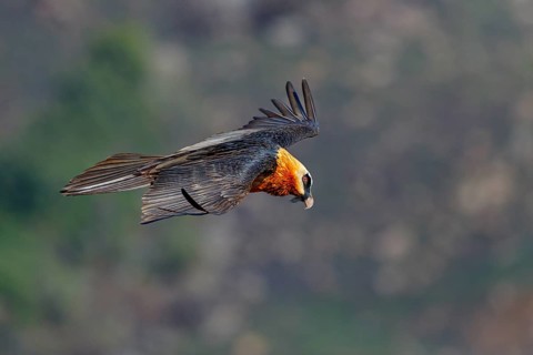 Bearded vulture, bearded vulture (Gypaetus barbatus), Gypaetus barbatus meridionalis, Giant's