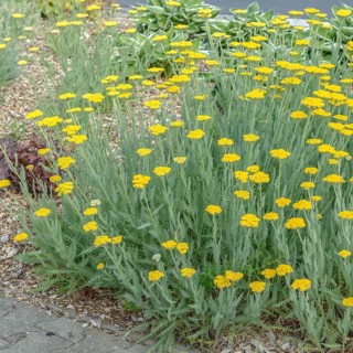 Yarrow (Achillea 'Coronation Gold'),  Germany