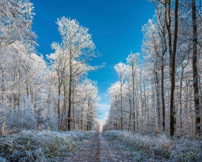 Hiking trail through oak forest with hoarfrost in winter under blue sky, near Luther city Eisleben,