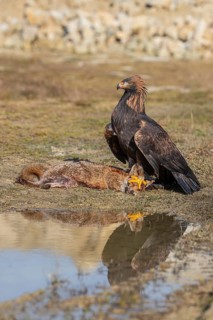 One golden eagle (Aquila chrysaetos) sitting in bright sunlight on a wet meadow, feeding on a dead