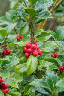 Holly (Ilex × meserveae HECKENFEE), Teaching and Research Centre for G, Germany