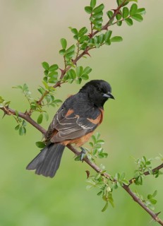 Orchard Oriole (Icterus spurius) male, Texas, USA