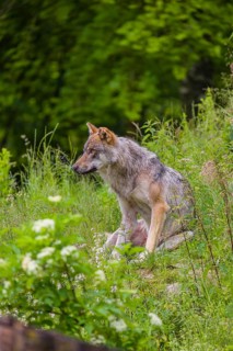 A eurasian gray wolf (Canis lupus lupus) sits on a hill in green vegetation and scratches himself