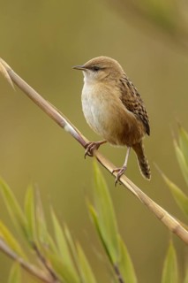 Apolinar's Wren (Cistothorus apolinari) perched on a branch in the Andes mountains in Colombia