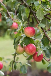 Apple (Malus domestica 'Resi'), Cambridge Botanical Garden, Germany