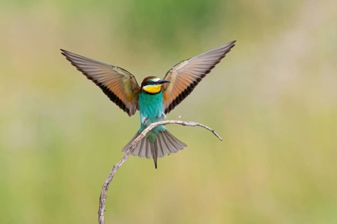 Bee-eater, (Merops apiaster), Animals, Birds, Raptor family, Perching station, Muselievo,
