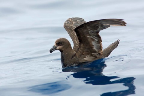 Great-winged Petrel (Pterodroma gouldi), Victoria, Australia