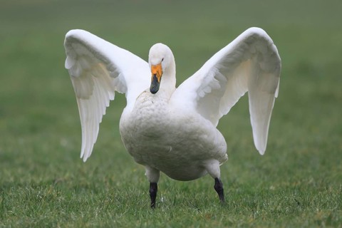 Whooper Swan (Cygnus cygnus), Netherlands