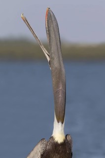 Brown Pelican (Pelecanus occidentalis), Florida, USA