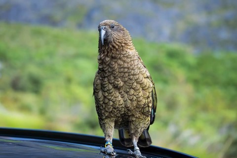 A Kea sits on a car roof. Milford Road, Fiordland National Park, Southland Region, South Island,