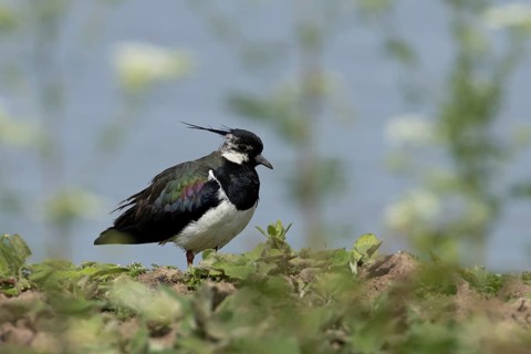 Northern lapwing (Vanellus vanellus) adult wading bird on an scrape island, RSPB Minsmere nature