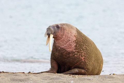 Walrus, (Odobenus rosmarus), (Trichechus rosmarus), animals, mammals, Spitsbergen, Longyearbyen,