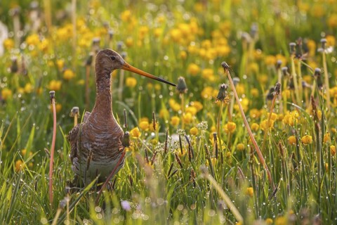 Black-tailed Godwit (Limosa limosa), Netherlands
