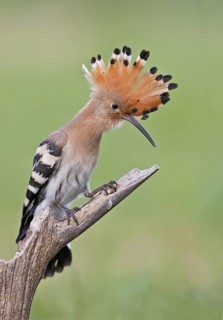 Eurasian Hoopoe (Upupa epops) perched on a branch, Aosta Valley, Italy