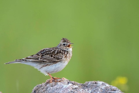 Eurasian Skylark (Alauda arvensis) singing, perched on a rock, Castile and Leon, Spain