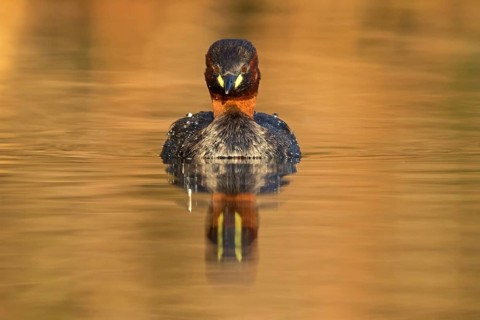 Little grebe, (Tachybaptus ruficollis), (Podiceps ruficollis), animals, birds, grebe family, swims