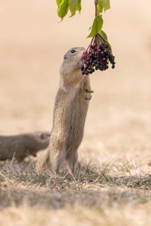 One European ground squirrel (Spermophilus citellus) or European souslik standing erected in dry