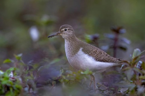 Common Sandpiper (Actitis hypoleucos), North Rhine-Westphalia, Germany