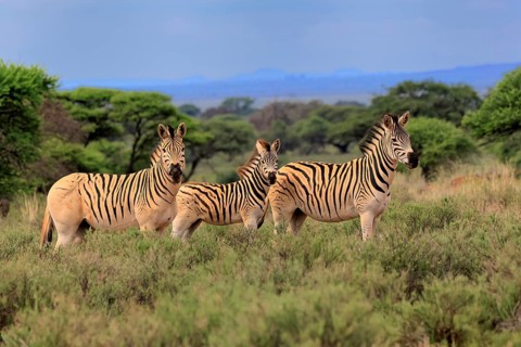Burchell's zebra (Equus quagga burchelli), Burchell's zebra, adult, group, juvenile, alert, Mokala