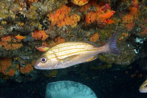 Striped grunt (Pomadasys striatus)
