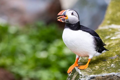 Puffin (Fratercula arctica), adult bird with open beak and clearly visible tongue, Hornøya Island,