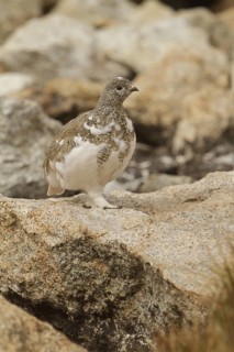 White-tailed Ptarmigan (Lagopus leucura), California, USA
