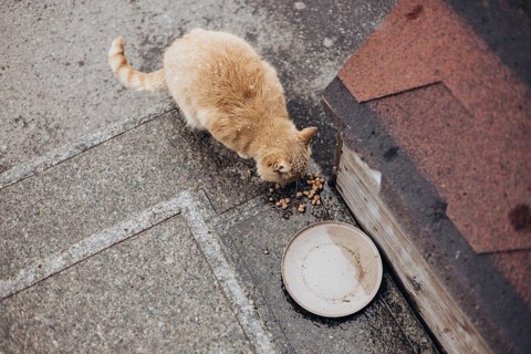 A stray cat eats on a cold street, surrounded by light snowflakes. The scene highlights the reality
