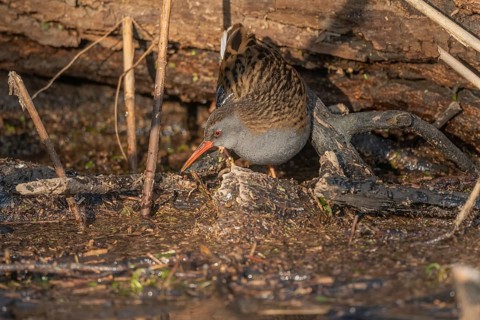 Water Rail (Rallus aquaticus) runs along a branch at the edge of the water in the moor. The sun