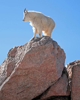A snow goat in a rocky landscape, Wyoming, United States