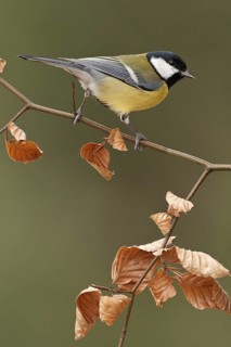 Great Tit (Parus major) male, St. Gallen, Switzerland
