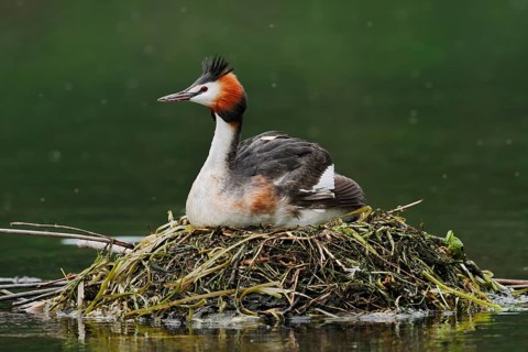 Great Crested Grebe (Podiceps Scalloped ribbonfish) sitting on its nest, North Rhine-Westphalia,