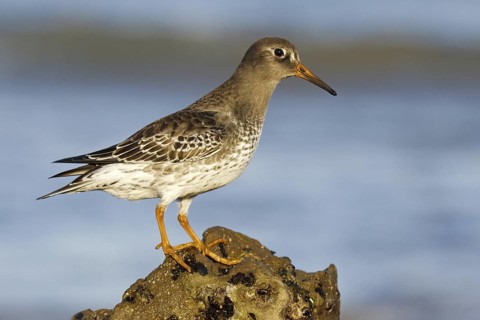 Purple Sandpiper (Calidris maritima), Asturias, Spain