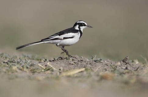 African Pied Wagtail (Motacilla aguimp), Chobe, Botswana