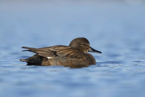 Gadwall (Mareca strepera), Utrecht, Netherlands