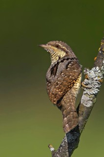 Wryneck on perch, (Jynx torquilla), Ormoz area, Ormoz, Podravska, Slovenia