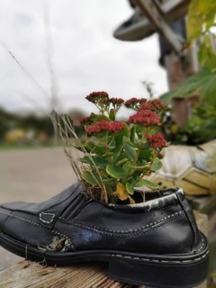An old shoe serves as a flower pot for a plant with red flowers, creative and ecological,